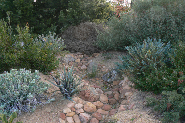 Ephemeral creek bed with grey-foliaged plants including a selection of Dianella revoluta on the left and Dryandra drummondii (syn. Banksia drummondii) on the right
