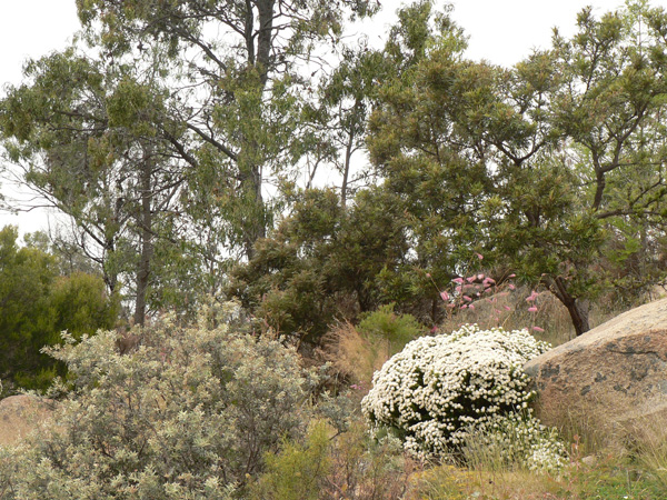 Planting among rocks, with Grevillea aspera on the left, then a rare white form of Pimelea ferruginea and pink flowers of Grevillea petrophiloides in the background