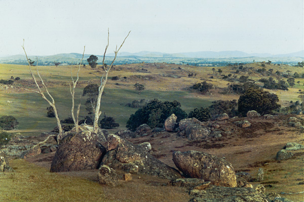 The land before the garden was started, looking east over the yet to be developed Grevillea Garden
