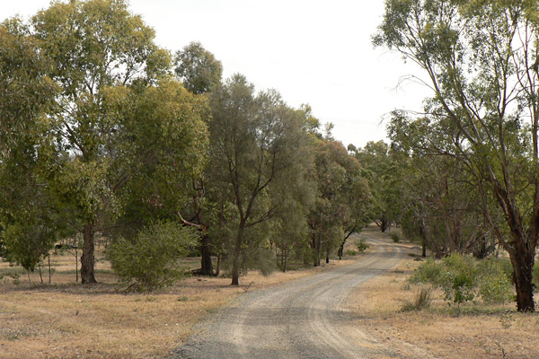 The revegetated drive between stands of Eucalyptus aromaphloia