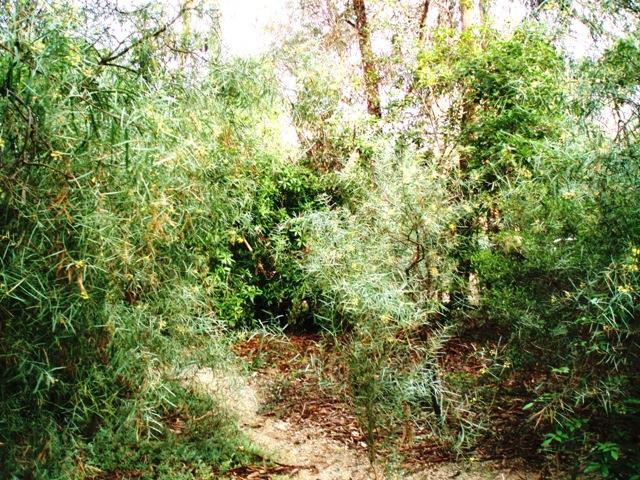 14 - A small grove of Flinders Range wattle