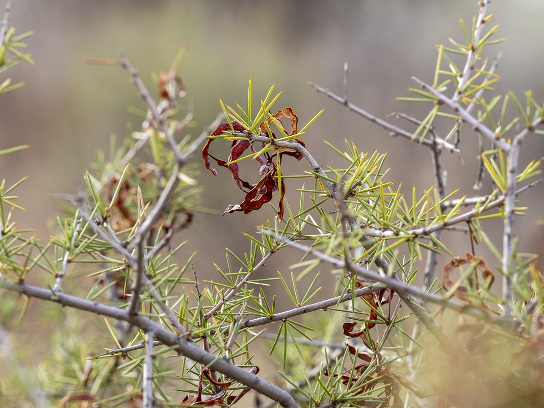 ephemeral arid plant of NSW