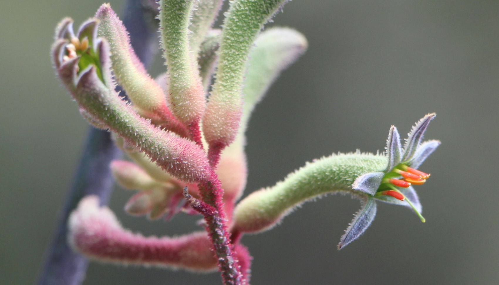 Plant Propagation - Australian Native Plants Society (Australia)