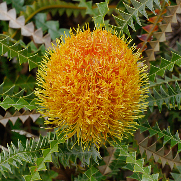 Banksia Study Group - Australian Native Plants Society (Australia)