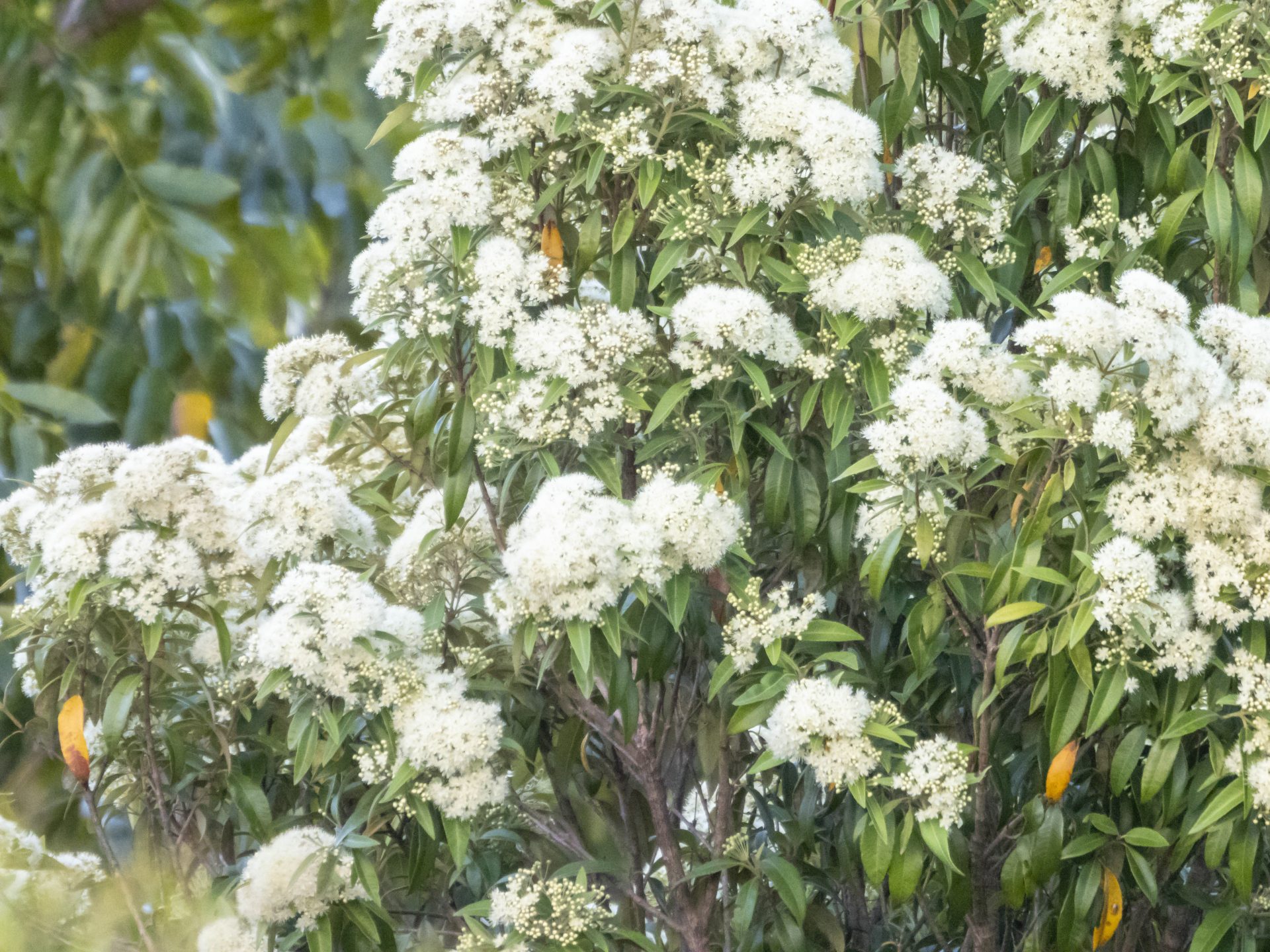 flowers of Backhousia ciitriodora