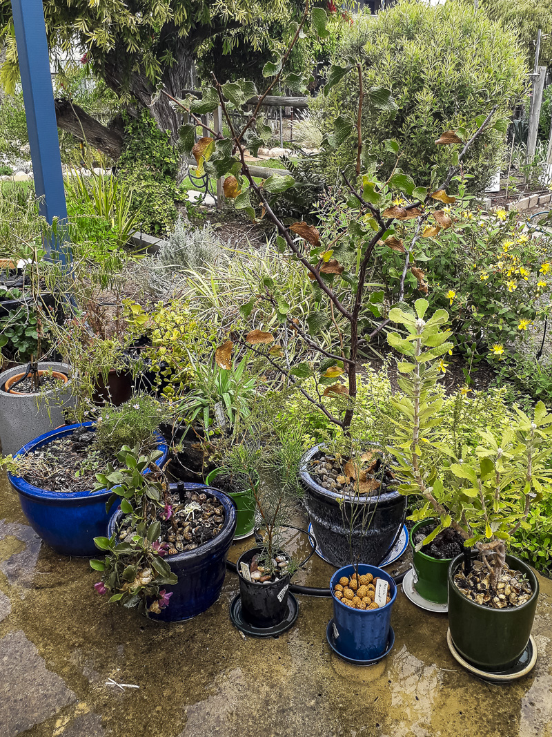 pots allow more Mediterranean plants to be grown