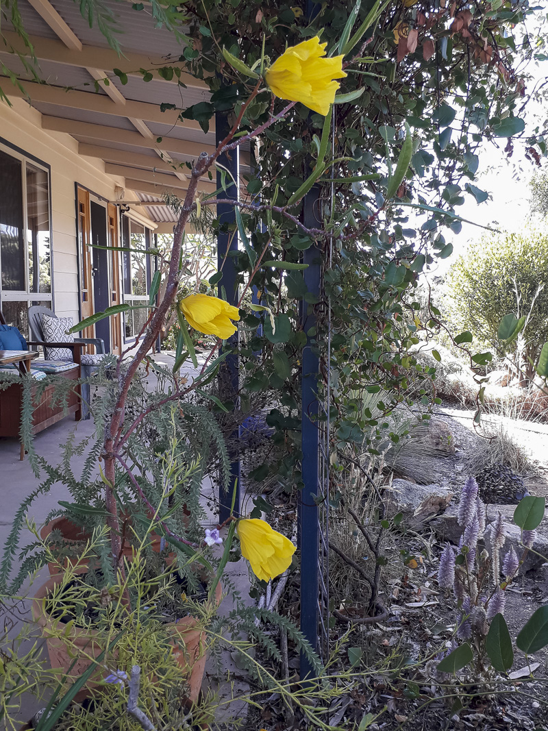 Yellow vine over shaded verandah, typical of Mediterranean design