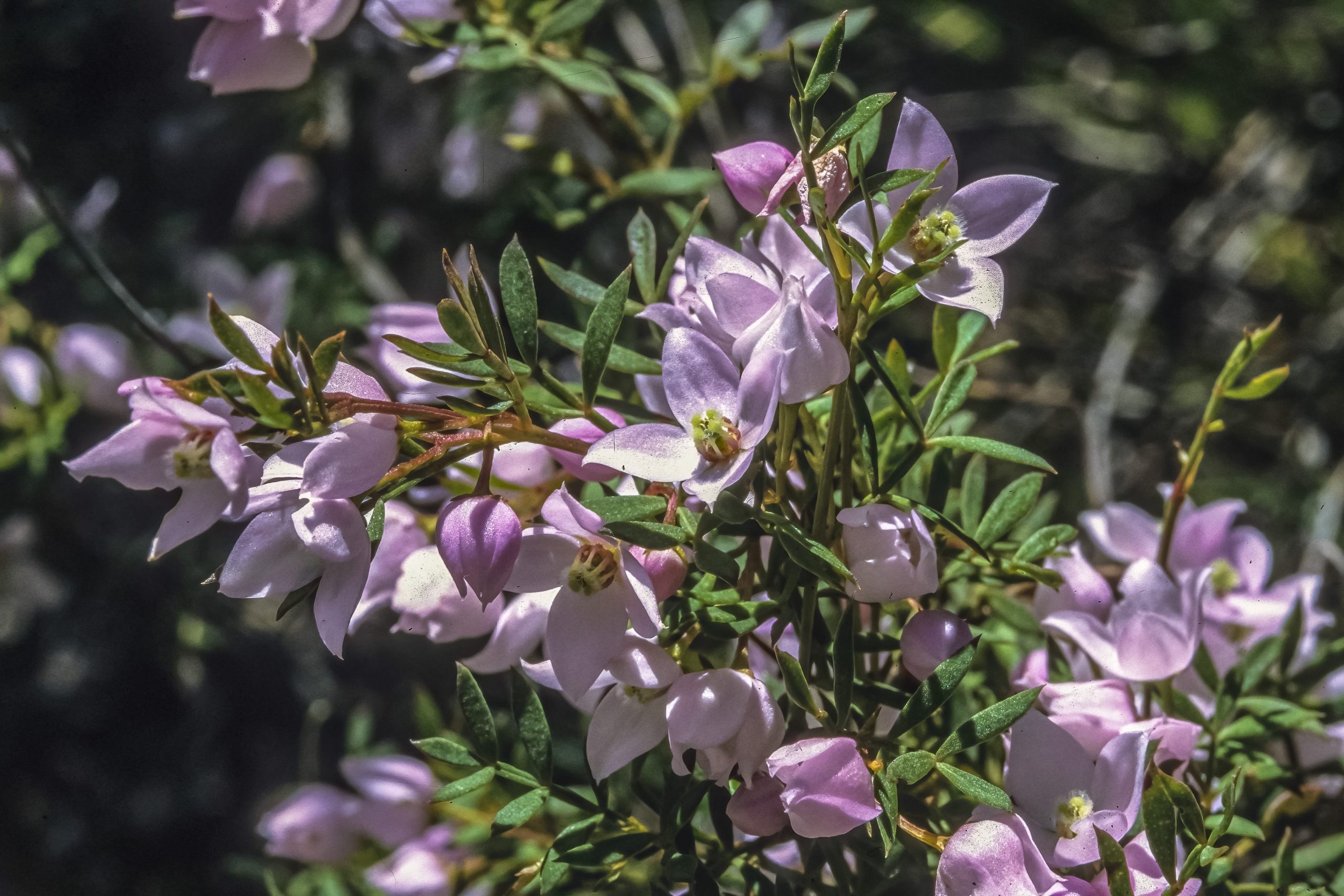 Flowers of Boronia floribunda