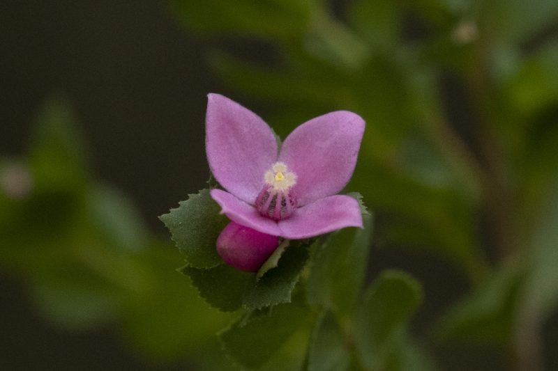 Flower of Boronia serrulata