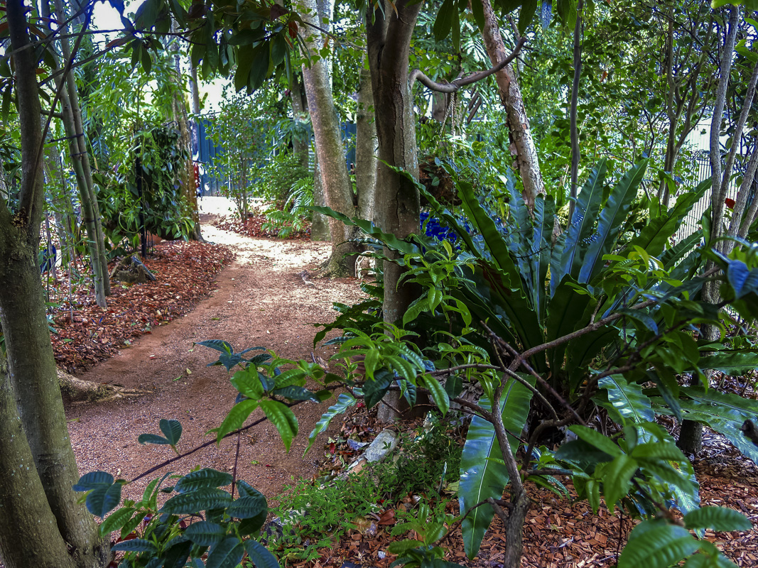 shaded rainforest garden