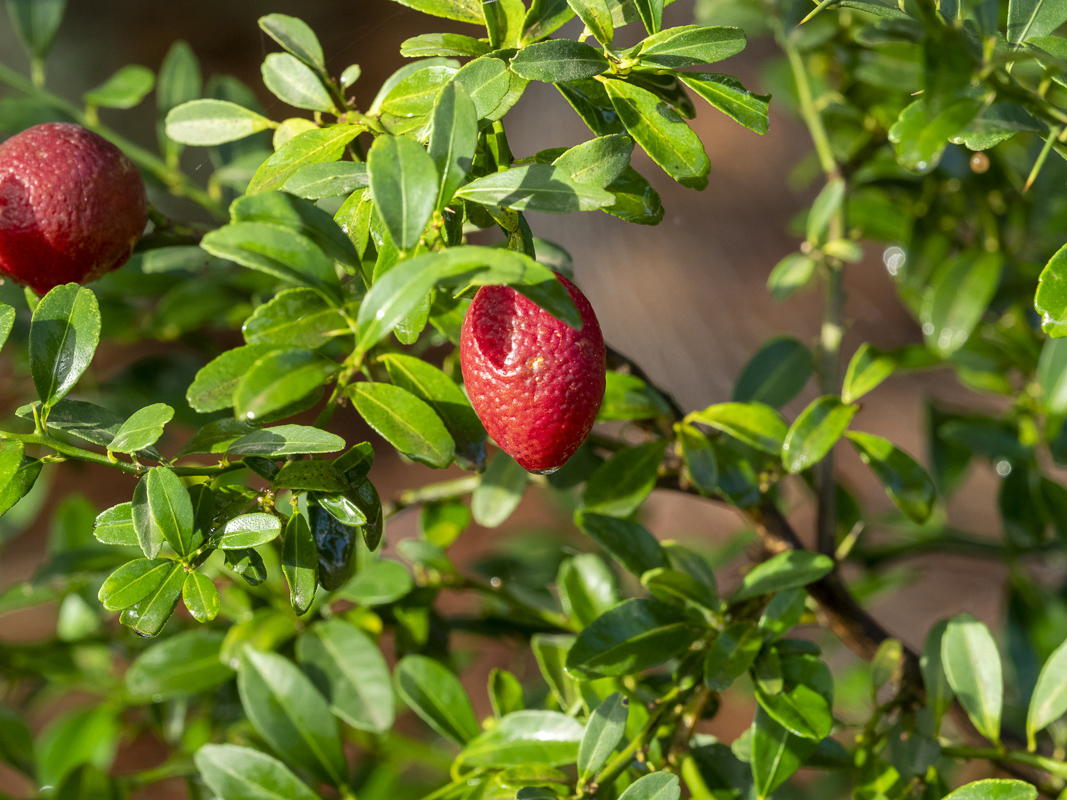 ephemeral arid plant of NSW