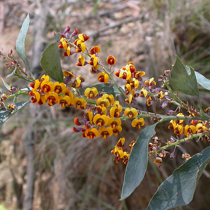 Australian Pea Flowers Australian Native Plants Society Australia 4604