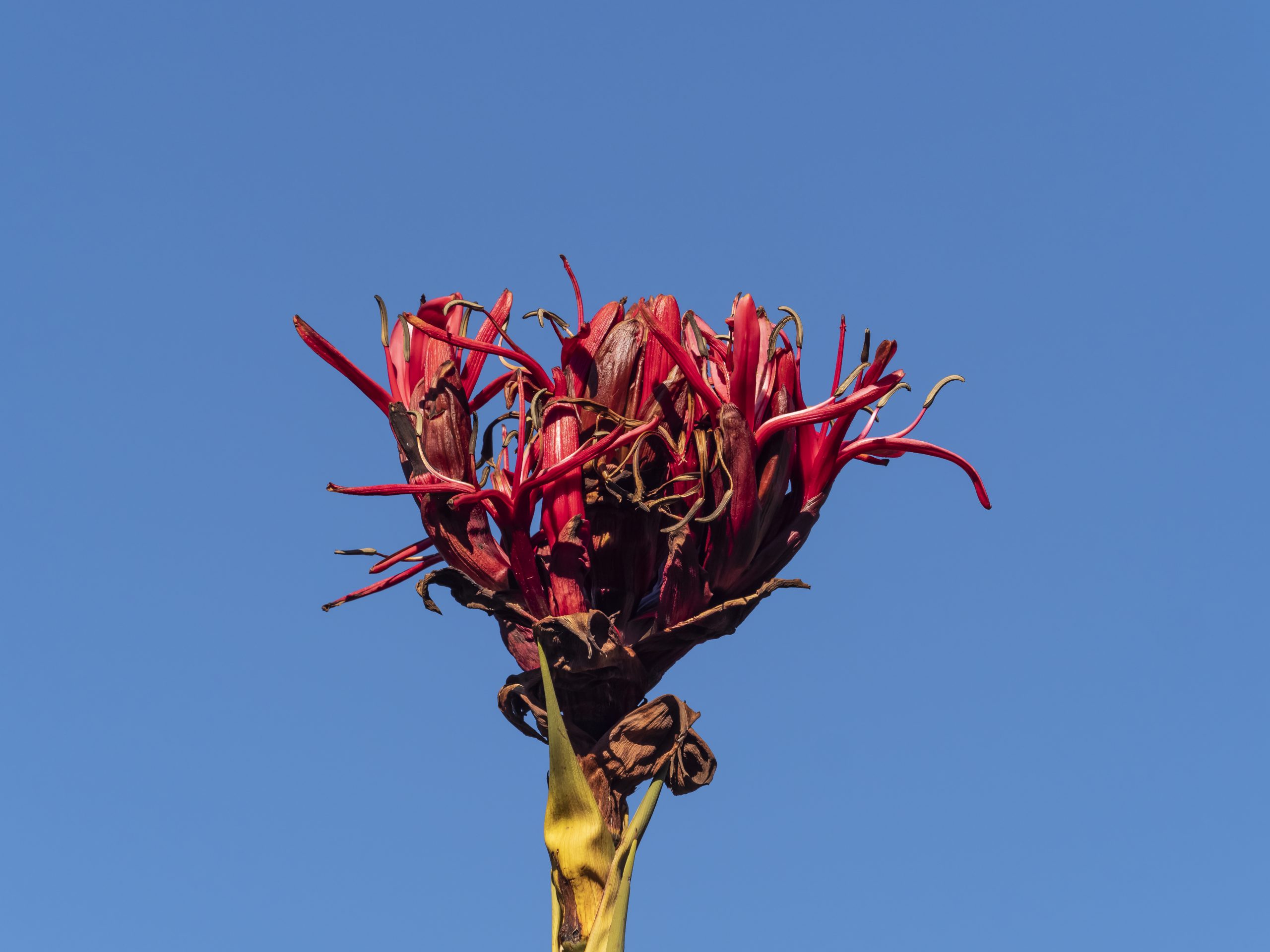 strong architectural shape of Gymea Lily