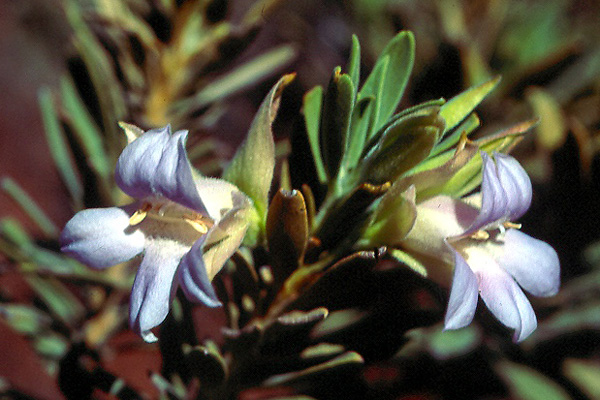Eremophila cuneifolia x Eremophila phyllopoda