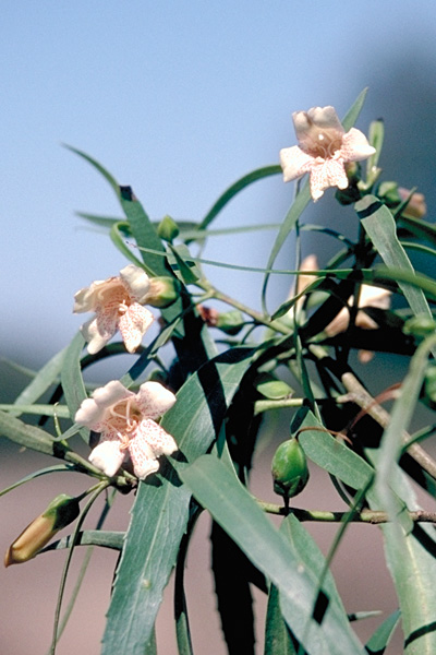 cEremophila bignoniiflora