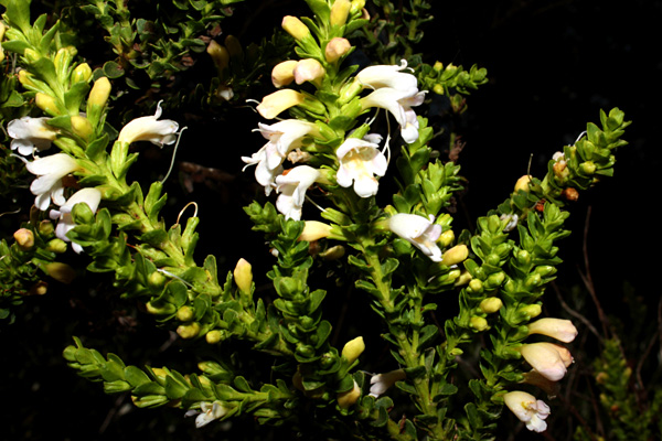 Eremophila brevifolia