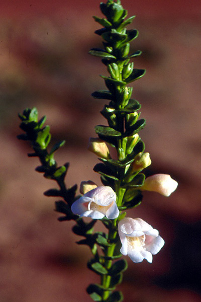Eremophila brevifolia