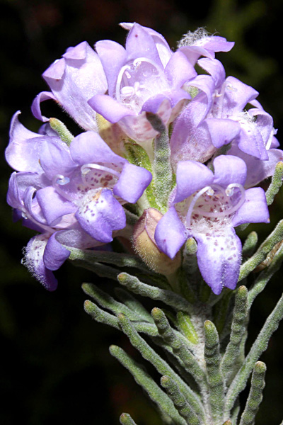 Eremophila caerulea ssp caerulea