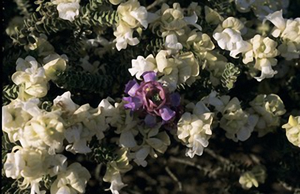 Eremophila cuneifolia