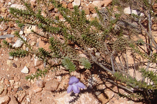 Eremophila exilifolia