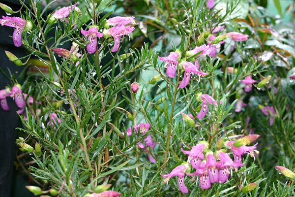 Eremophila alternifolia x Eremophila maculata