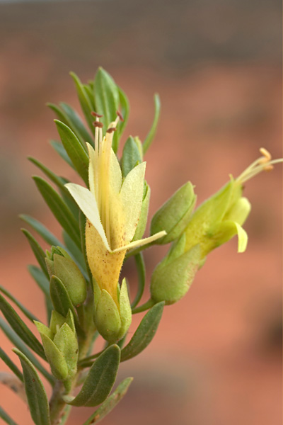 Eremophila miniata x Eremophila viridissima