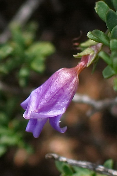 Eremophila parvifolia ssp parvifolia