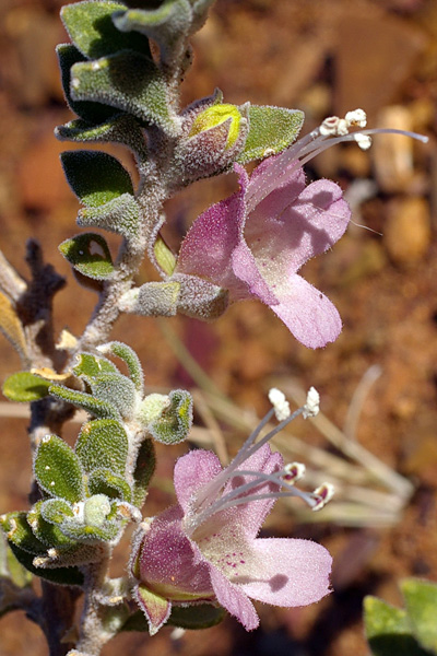 Eremophila pusilliflora