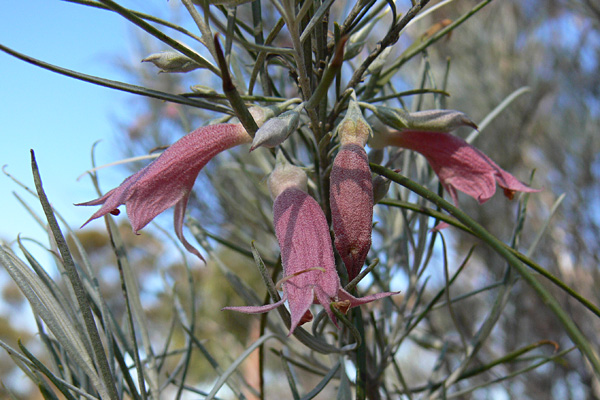 Eremophila stenophylla