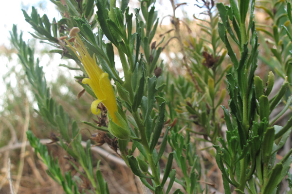 Eremophila viridissima