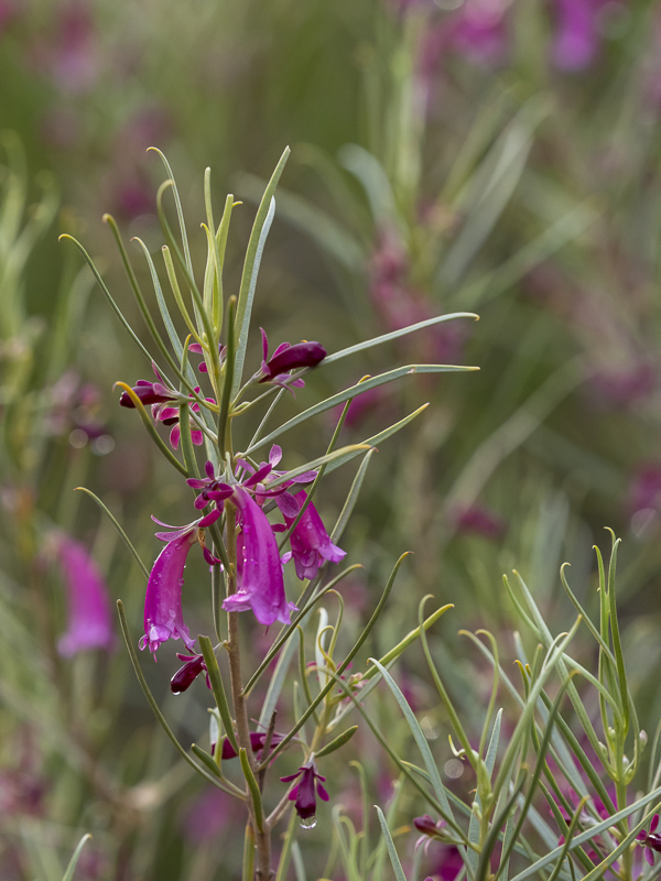 arid plant