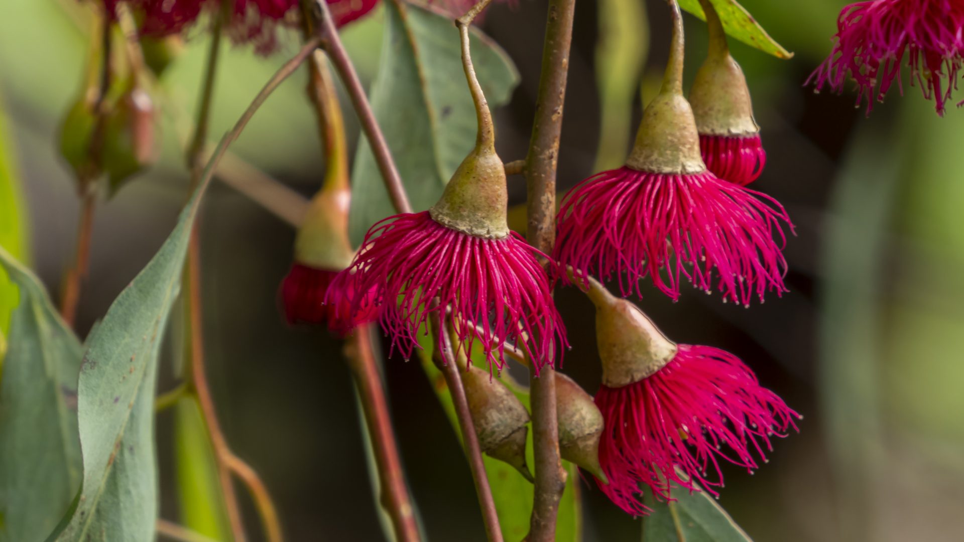 red flowers of Eucalyptus leucoxylon rosea