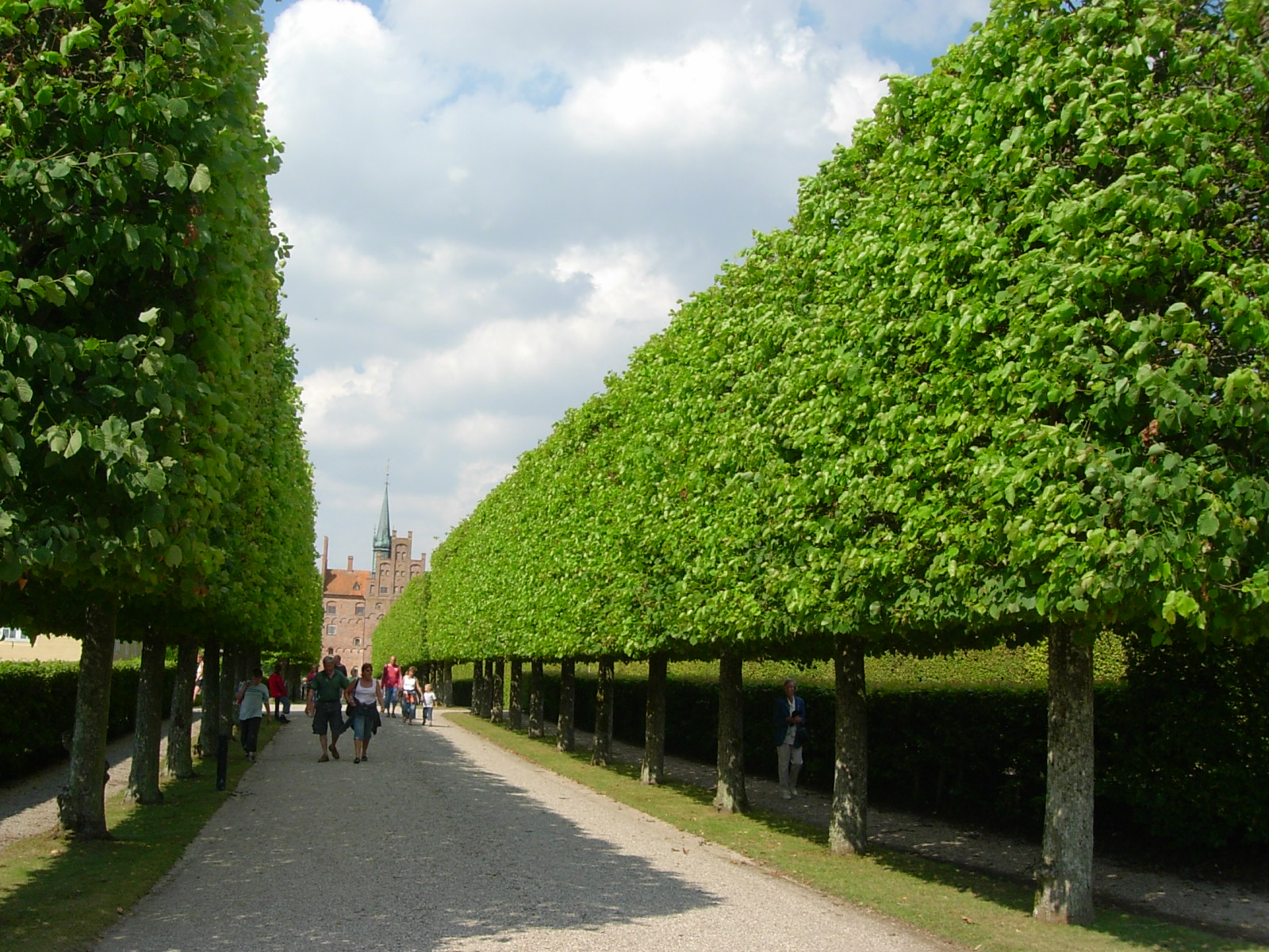 Rows of pruned trees
