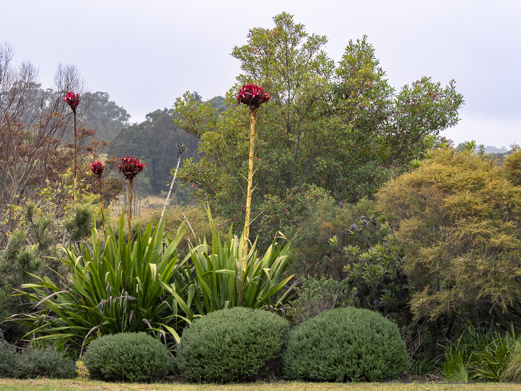Sculptural plants for stunning native gardens