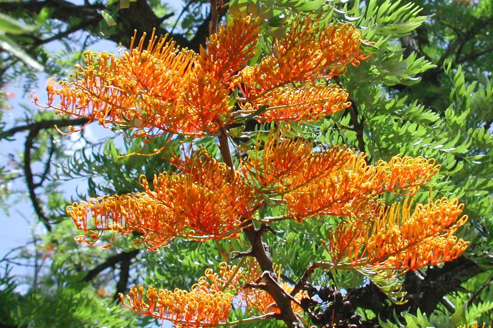 Grevillea Robusta Flower