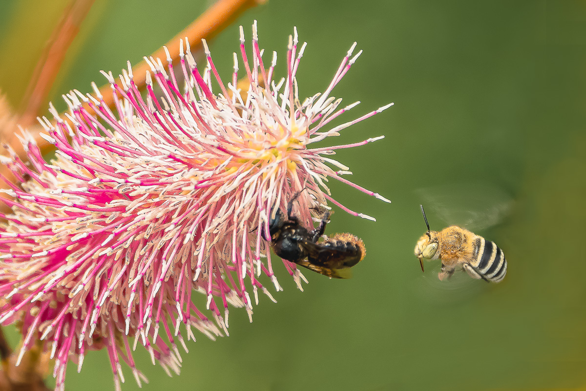 many flowers create food for insects