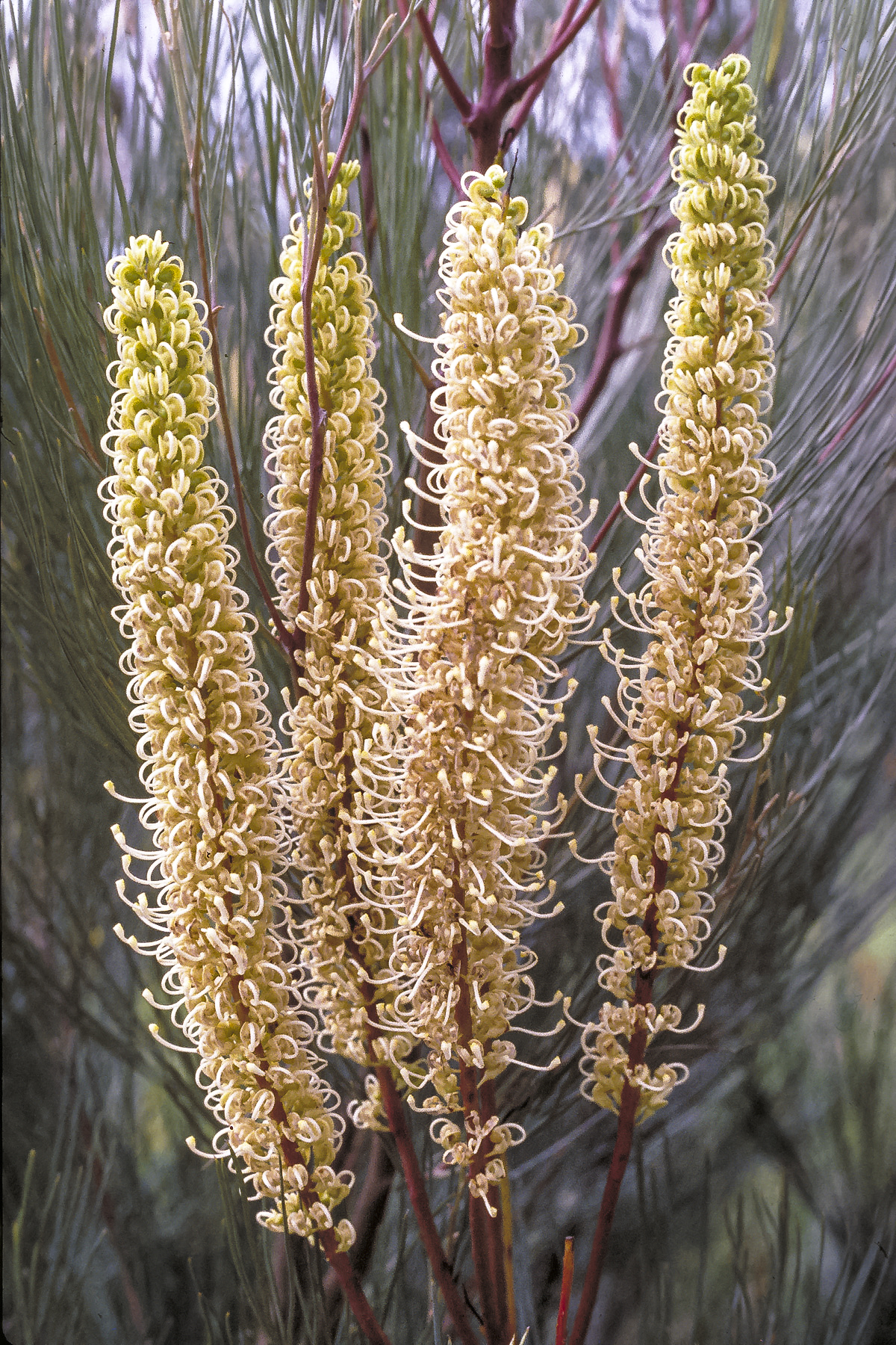 Flower stalks of Grevillea candelabroides