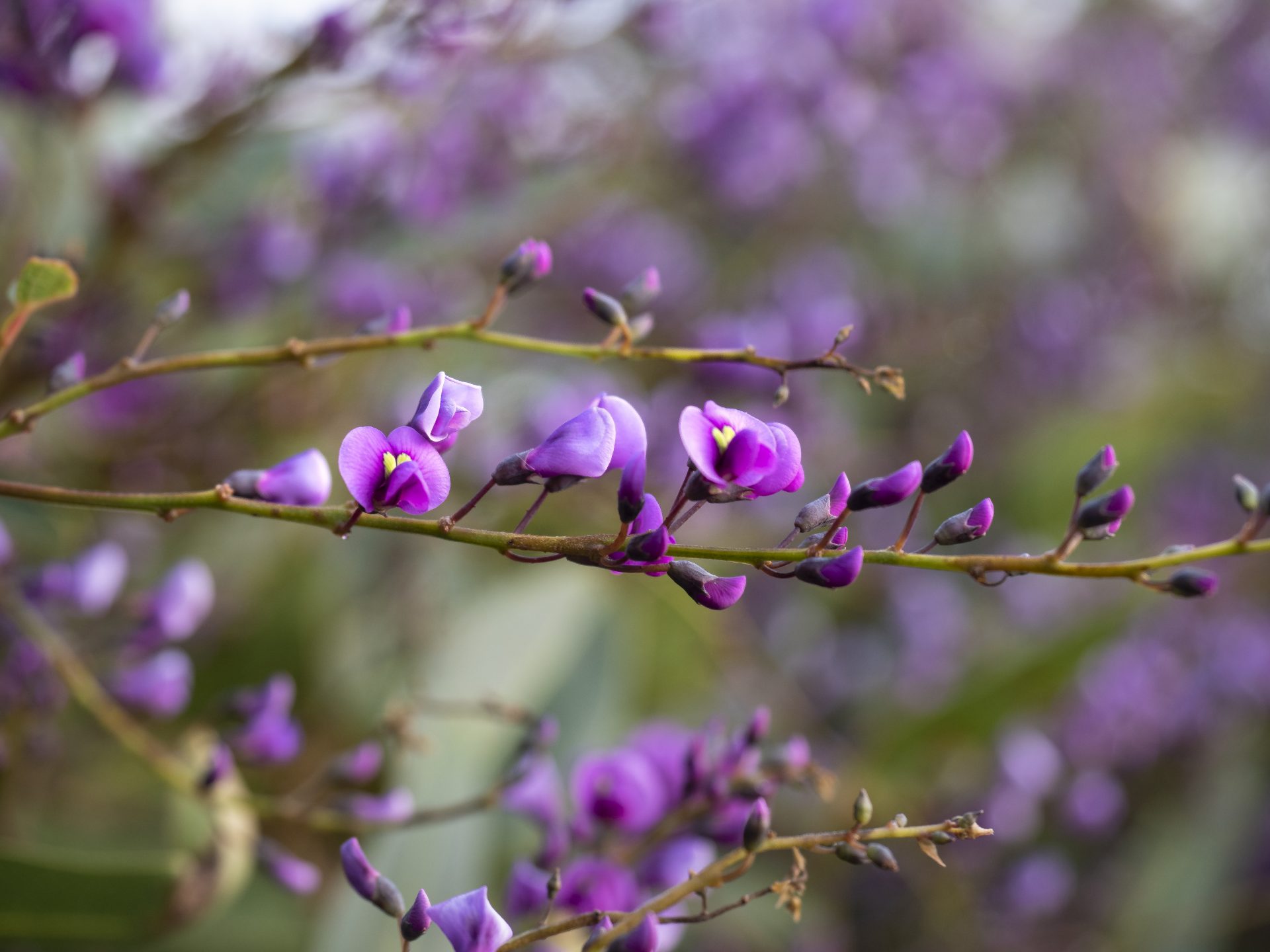 purple flowers of Hardenbergia