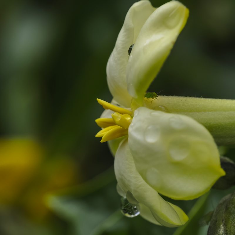 Flower of Hymenosporum flavum