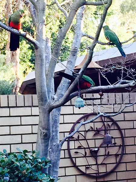 King parrots in the courtyard