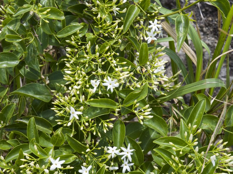 Native jasmine flowers