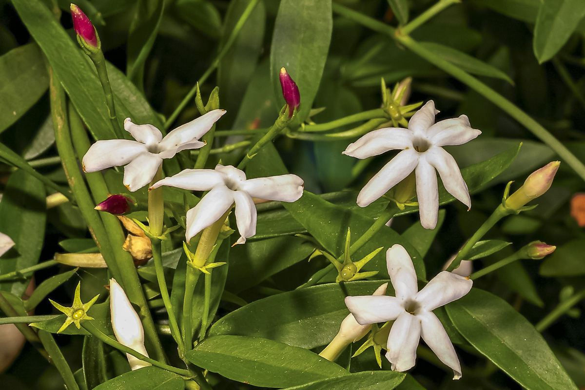 Flower of Jasminum suavissimum; Sweet jasmine