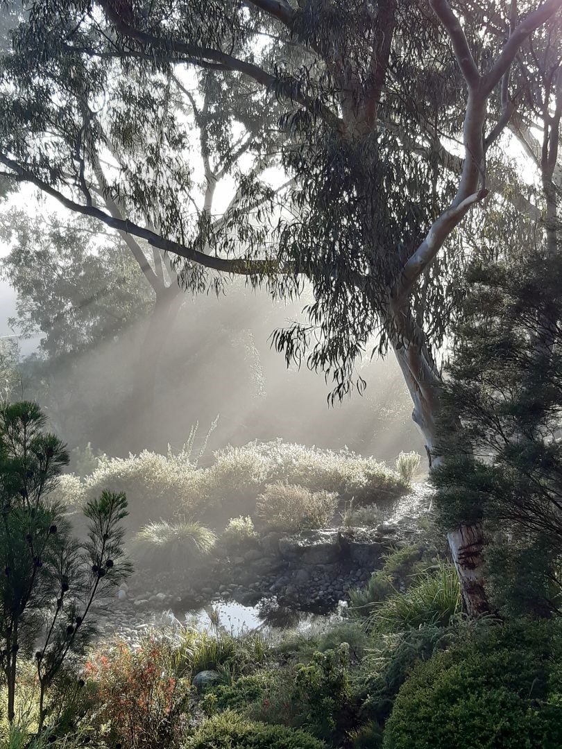 misty garden