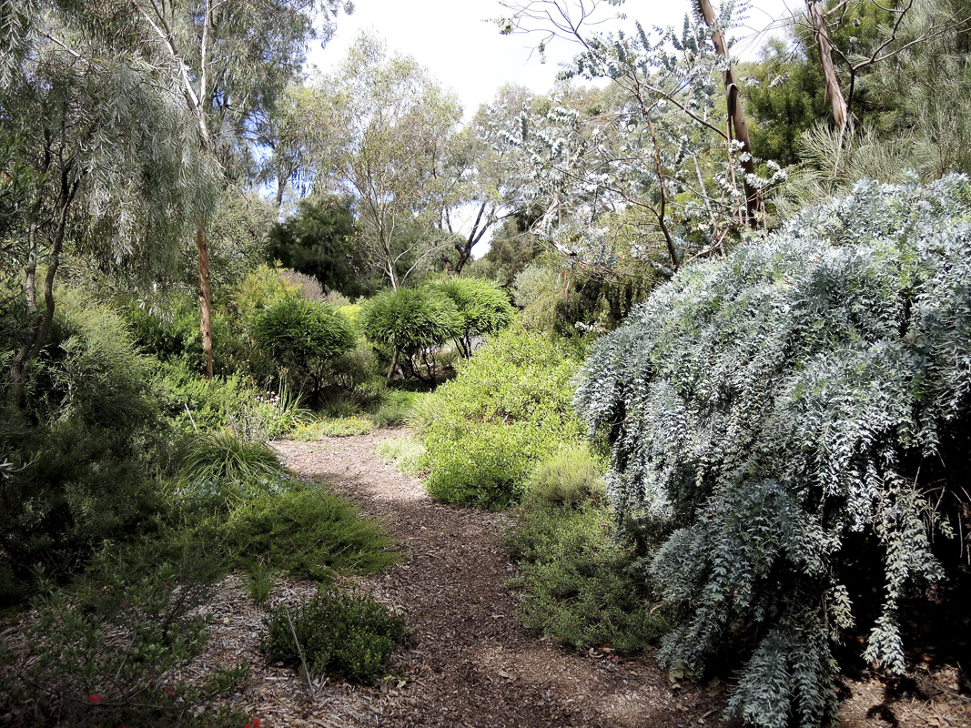 path with native shrubs showing mulch