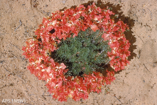 Plant profile image