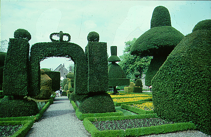 Highly pruned hedges and topiary
