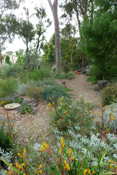 Path and long garden bed with angophera