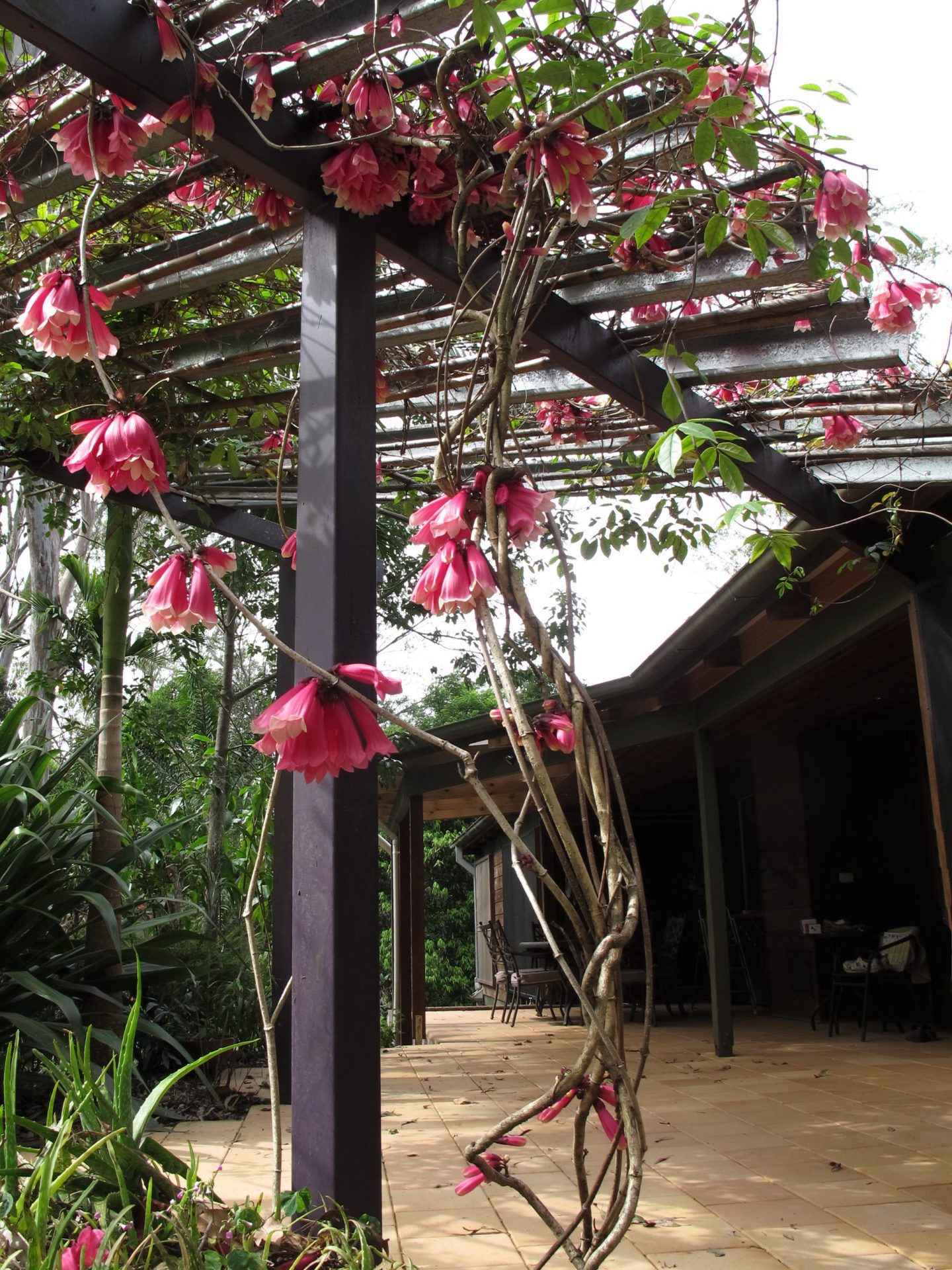 soft vine growing on pagoda