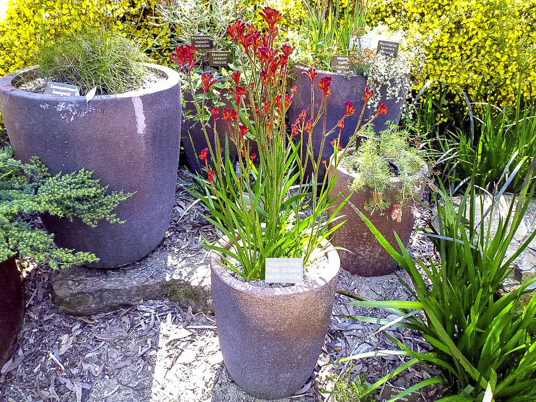 pots as focal points in native gardens