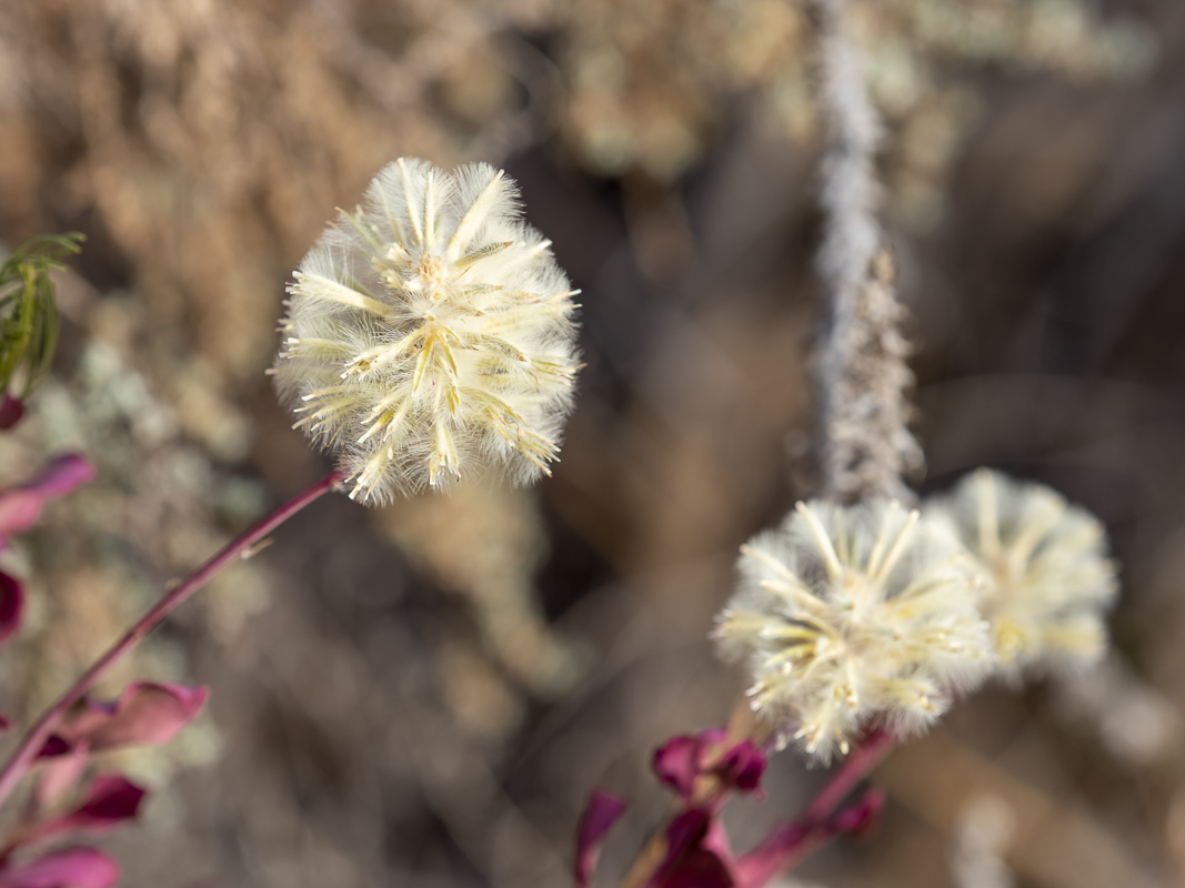 ephemeral arid plant of NSW